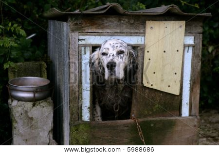 Adorable Shetter Hund in seiner Holzhaus