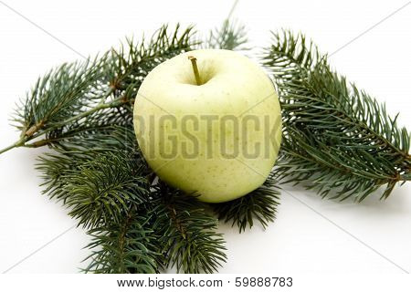 Apple with fir branch