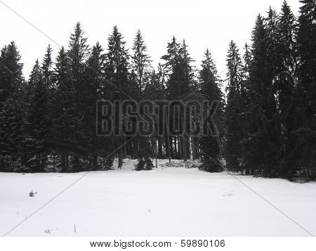 Winter Scene In Pine Forest.