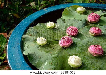 many pink and white lotus flower on pot