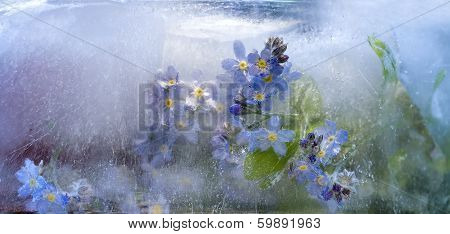 Background Of   Forget-me-not Flower Frozen In Ice