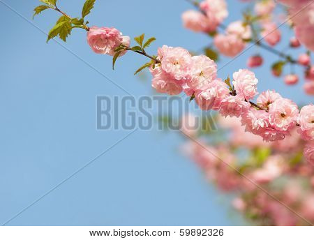 branches with beautiful pink flowers against the blue sky. Amygdalus triloba. Shallow DOF.
