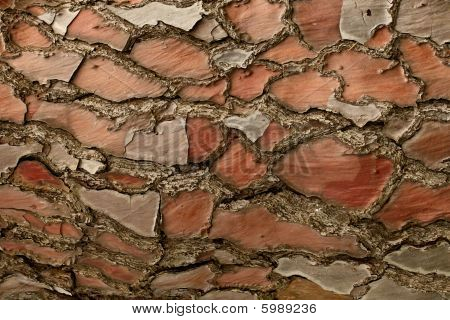Treebark minta