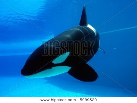Orca