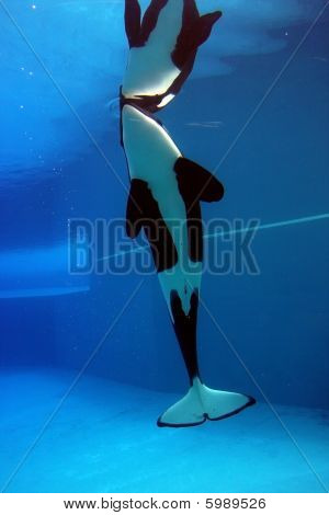 Orca