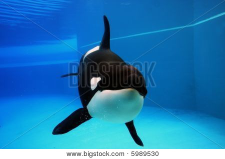 Orca