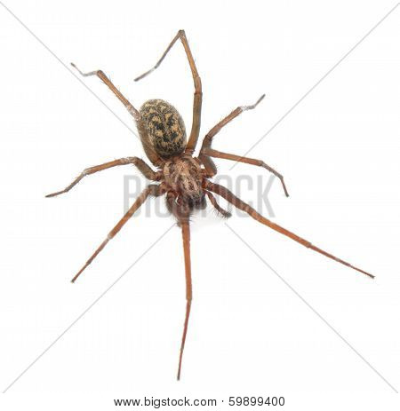 Spider Isolated