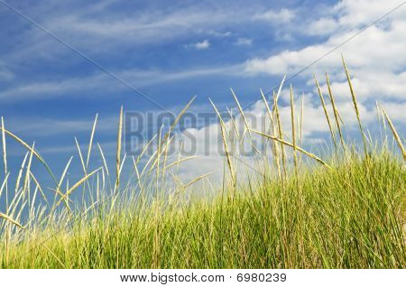 hohe Gras auf Sanddünen