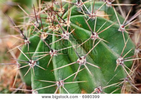 ส่วนพืชแคคตัส thorny บาร์เรล