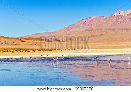 Bolivia, Antiplano - Canapa Lake and birds