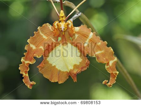 Butterfly Psychopsis Orchid