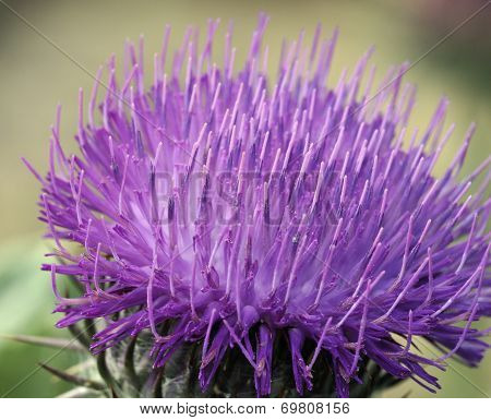 Cotton Thistle