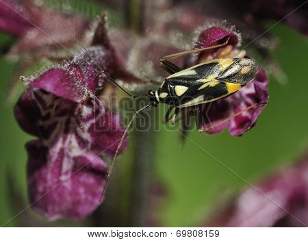 Grypocoris Stysi