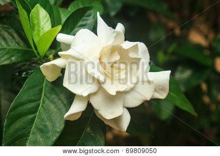 Beautiful Gardenia Jasminoides Flower On Tree