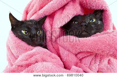 Two Cute Black Soggy Cats After A Bath