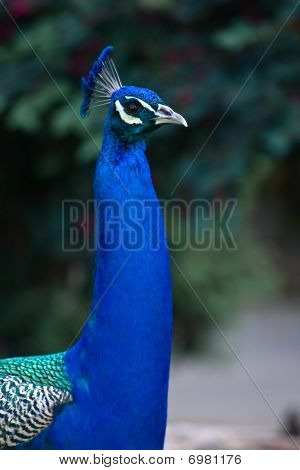 Påfugl portræt
