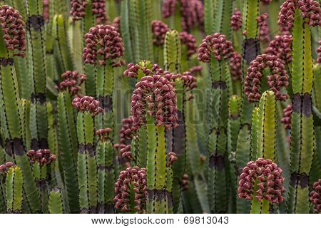 Spurge
