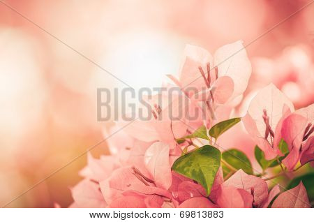 Paper Flowers Or Bougainvillea Vintage