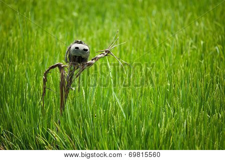 Scarecrow On Rice Field