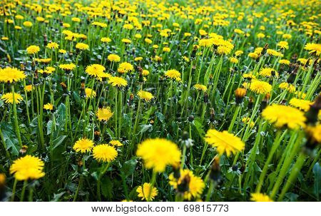 Meadow With Lots Of Blooming Yellow Dandelions