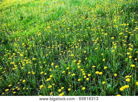 Meadow With Lots Of Blooming Yellow Dandelions