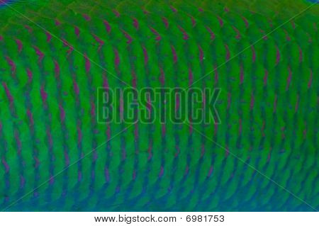 Lyretail Wrasse hud mønster