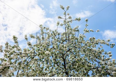 Blooming Branches Of The Apple Tree Against The Blue Sky