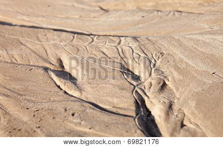 Sand Surface With The Relief Formed By Water Currents