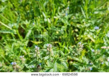 Light Blue Blooming Small Bugloss From Close