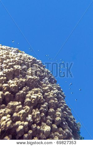 coral reef with porites coral and exotic fishes white-tailed damselfish at the bottom of tropical se