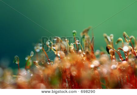 Skov, Moss (anophyte)