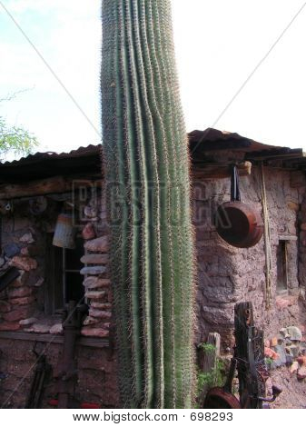 Cactus Shack