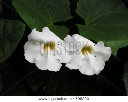 Oahu0154