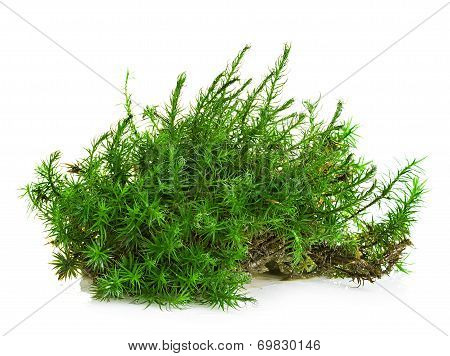 Green Moss Isolated On White Bakground