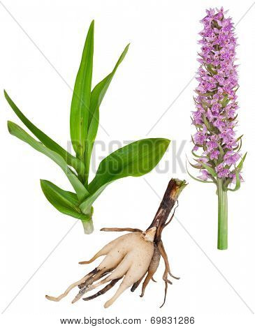 Medicinal plant: Orchid - Dactylorhiza fushsii
