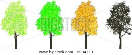 Baum zu vier Jahreszeit