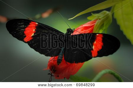 Hecale longwing and Postman butterflies