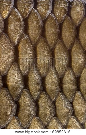 fish scales