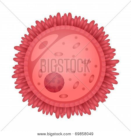oocyte