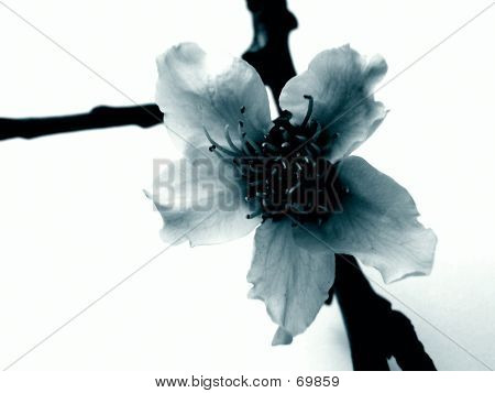 Peach Blossom