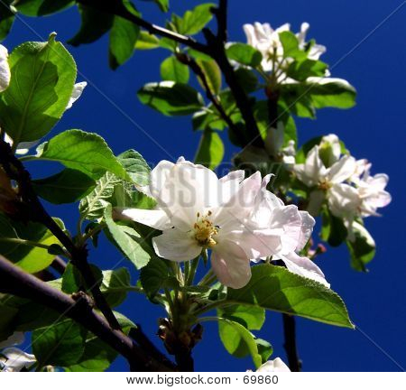 Apple Blossoms