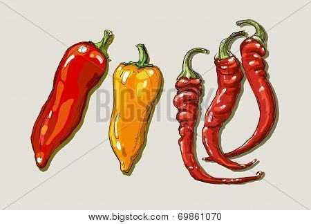 Vector Hand Drawing Red Hot Peppers