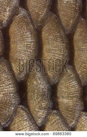 Texture Scales