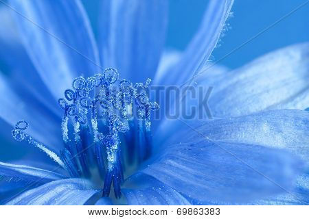 Blue Chicory