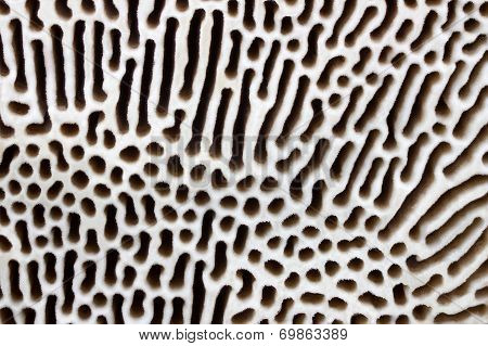 Polypore Texture