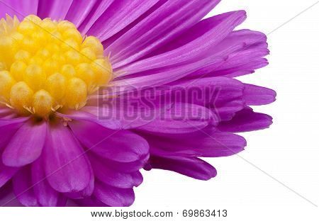 Purple And Yellow