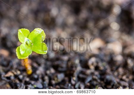 green sprout