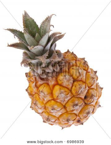 남아 프리 카 공화국 아기 파인애플