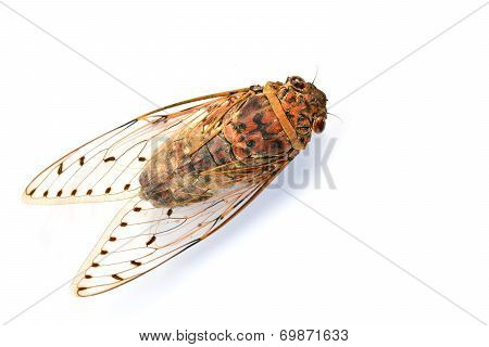 Cicada