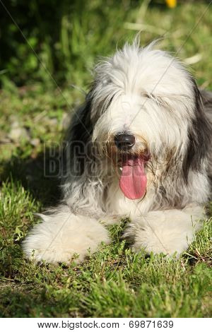 Bearded Kollie In The Garden